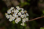 Small-leaf arrowwood